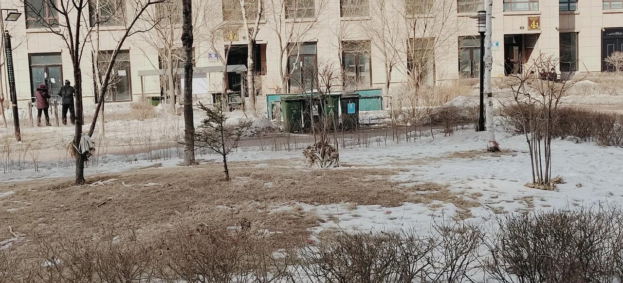 #春日生活打卡季#这应该是去年秋天囤的大葱！这个大葱貌似一点没动，去年啥样今年开