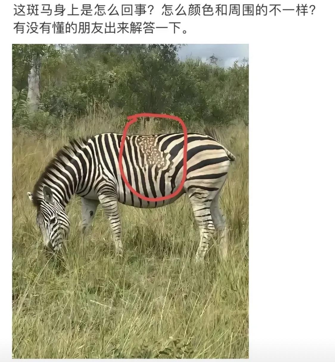 有没有懂的朋友帮忙解释一下？