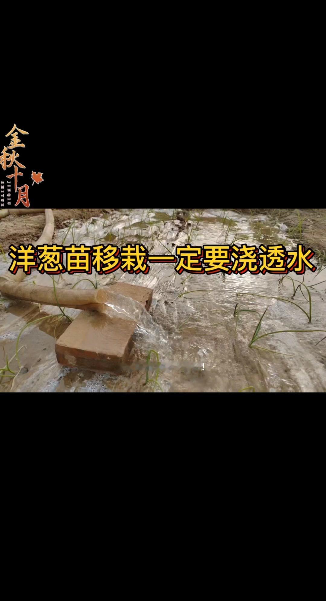 1️⃣十月下旬是洋葱苗移栽的好时机，移栽后一定要浇透水，利于洋葱苗生根成活。
