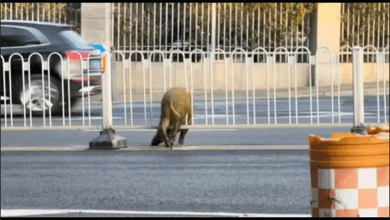 啊不减肥，卡路里了吧