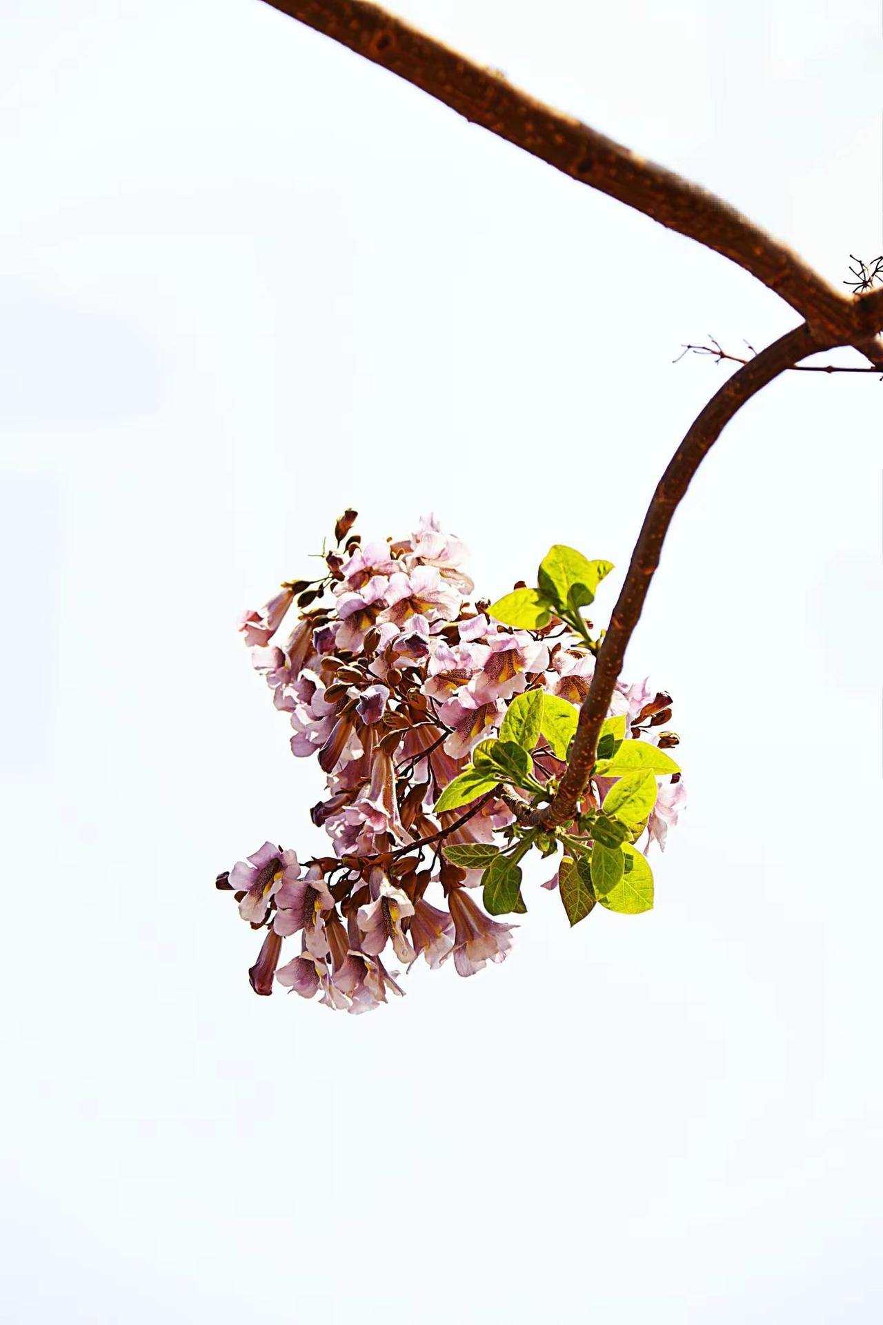 你也是这样吗？花与枝 拍花艺术 蓝天下的花枝