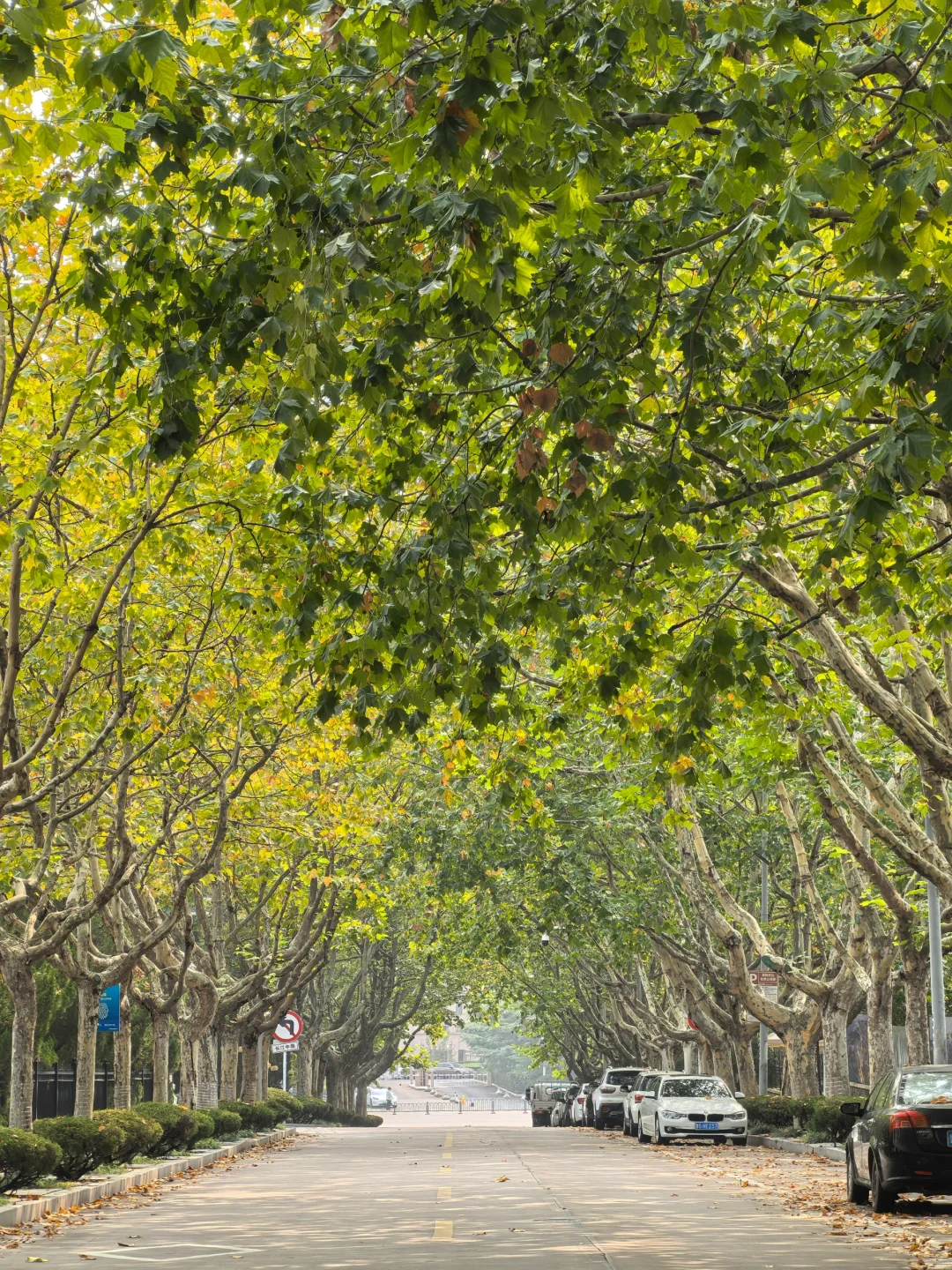 10.12青岛街头实况 秋雨后变热了