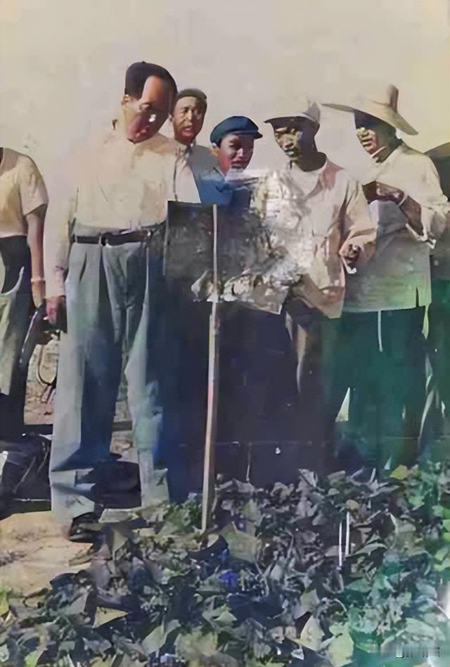 毛主席一生扎根乡土，始终保有淳朴的农民本色。