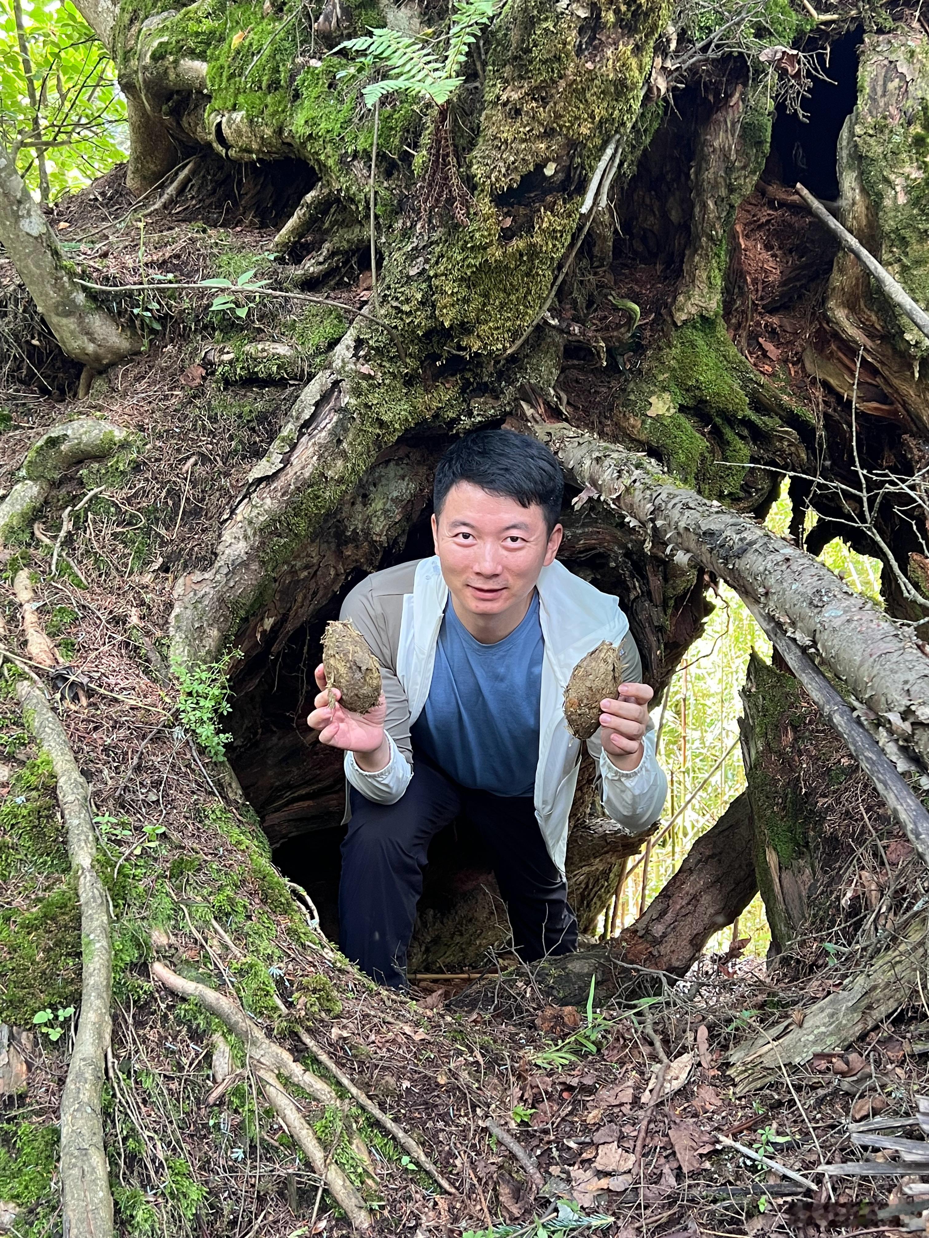因为缺少肉类摄入，而且消化时间较短，野生大熊猫的粪便几乎没有臭味，反而略带竹叶清