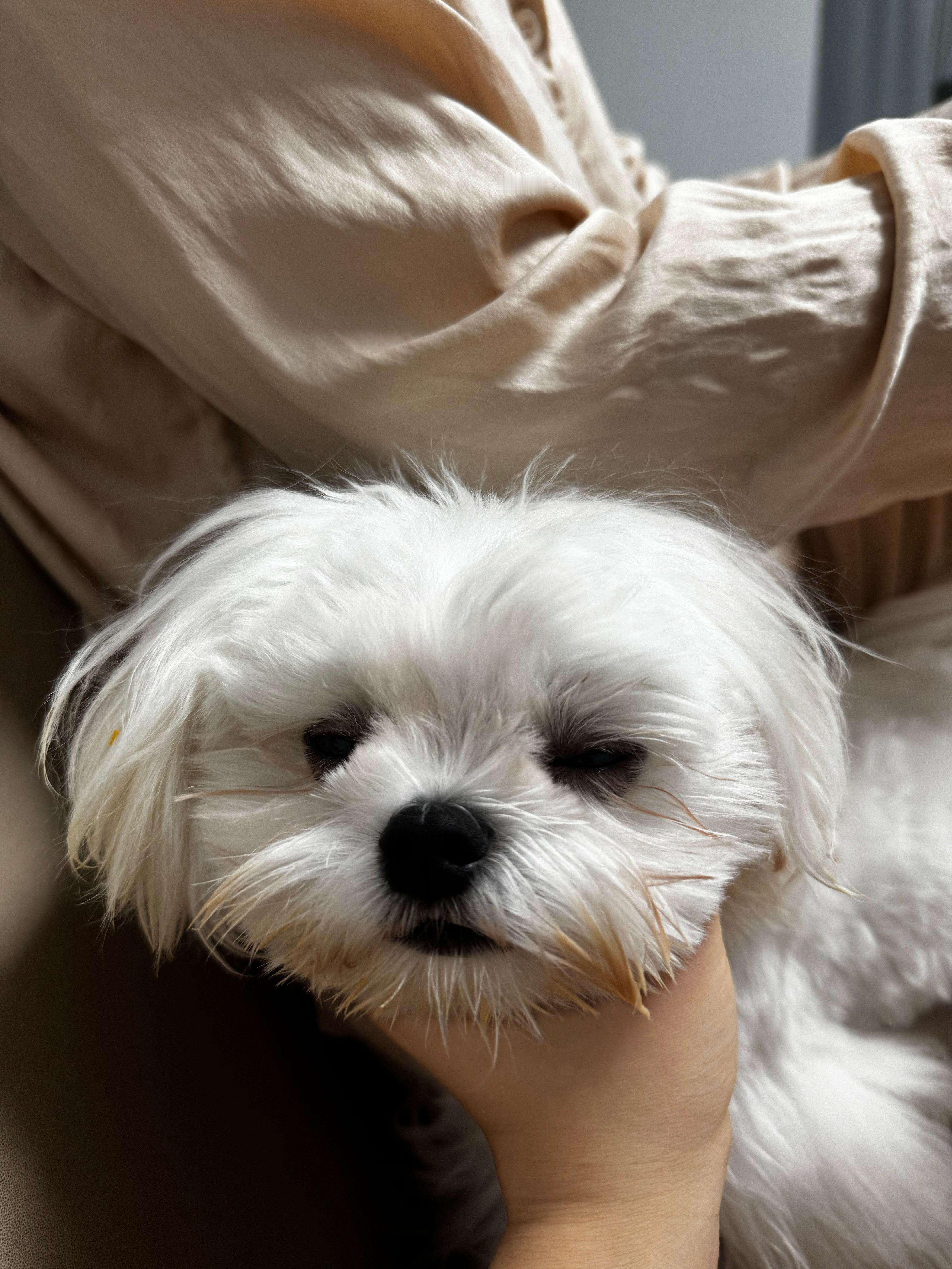 臭小木吃成这样 ​​​