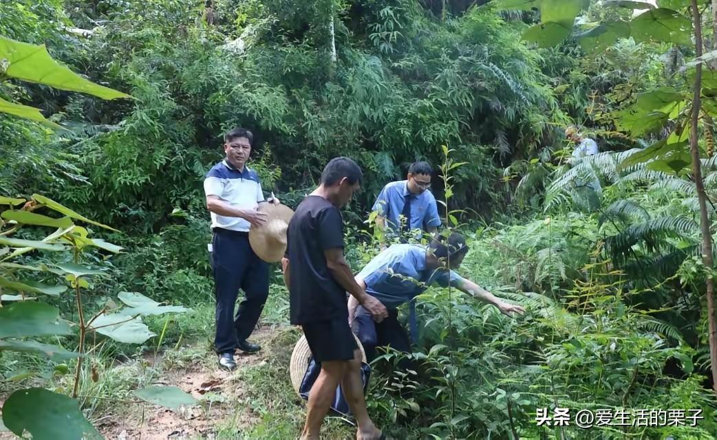 冤不冤？

老爷子早年从后山坡上挖回来一丛野草，栽在屋边上活了几十年，后辈挖出去