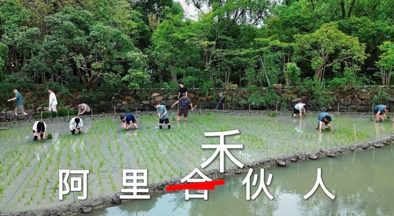 插秧这事真不是看着那么简单。我之前体验过一次，自以为插得很直，回头一看歪成了S型