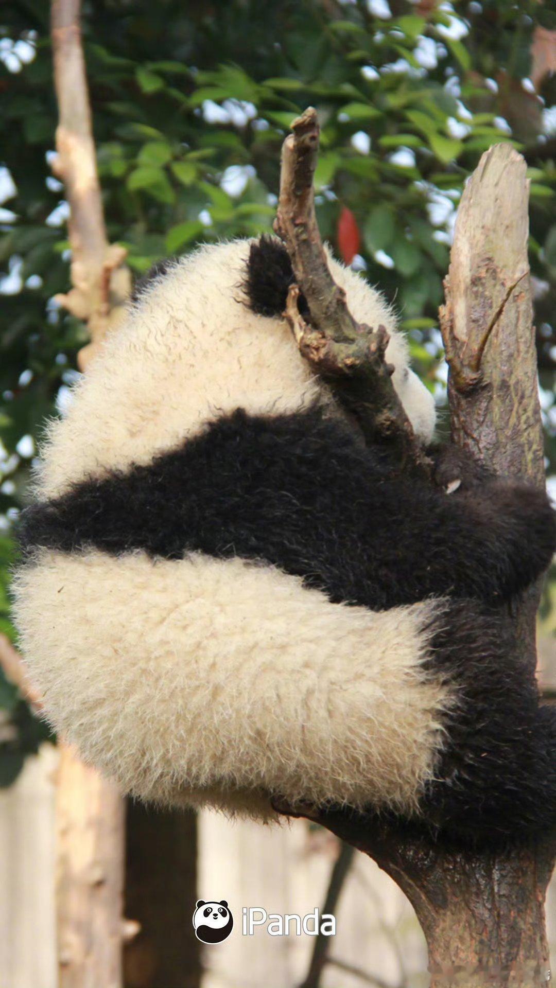 熊猫守护者 人生路上，要学会善待，善待他人，可以让人生走得更远；善待自己，可以让