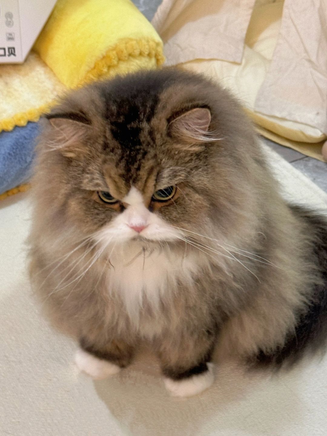 小猫打疫苗：发现要去打疫苗了 他就这么瞅我