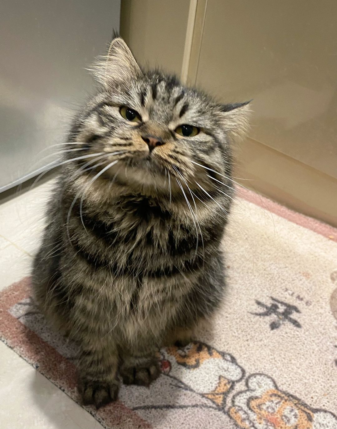 听说猫长得像主人