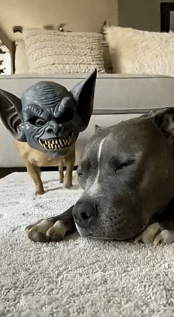 萌宠真的无敌，三傻合一！
就说Winston，这只生活在墨尔本刚过完一岁生日的狗