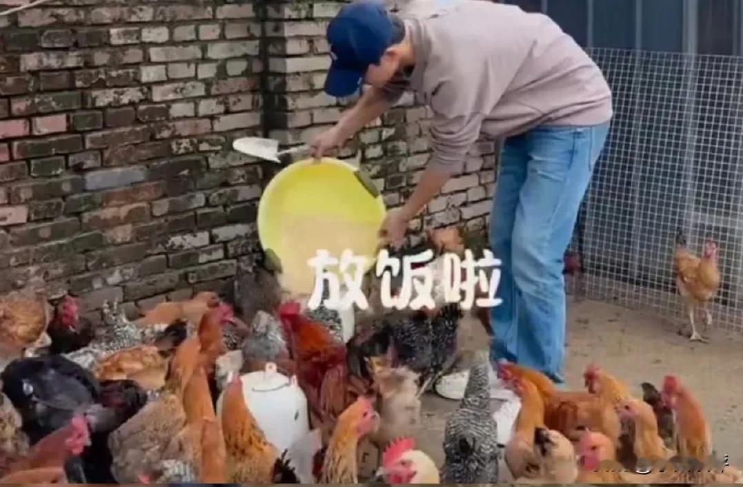 马天宇在北京郊区打理着一个100亩左右的农场，里面养了三四百只鸡，每天能收一百多
