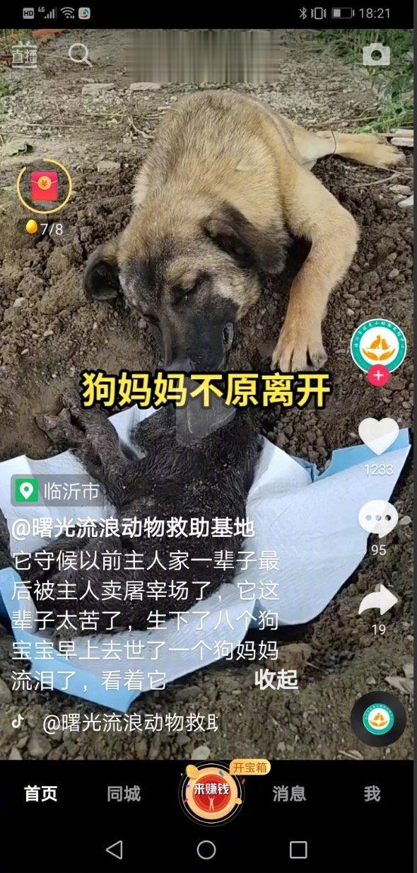 狗妈妈守护主人一辈的下场却是被卖到屠宰场！狗宝宝的去世让狗妈妈悲痛落泪，久久不愿