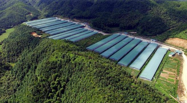 “我们不允许中国公司培养种鸡，如果不听，后果自负。” 2019年，面对美国高管的