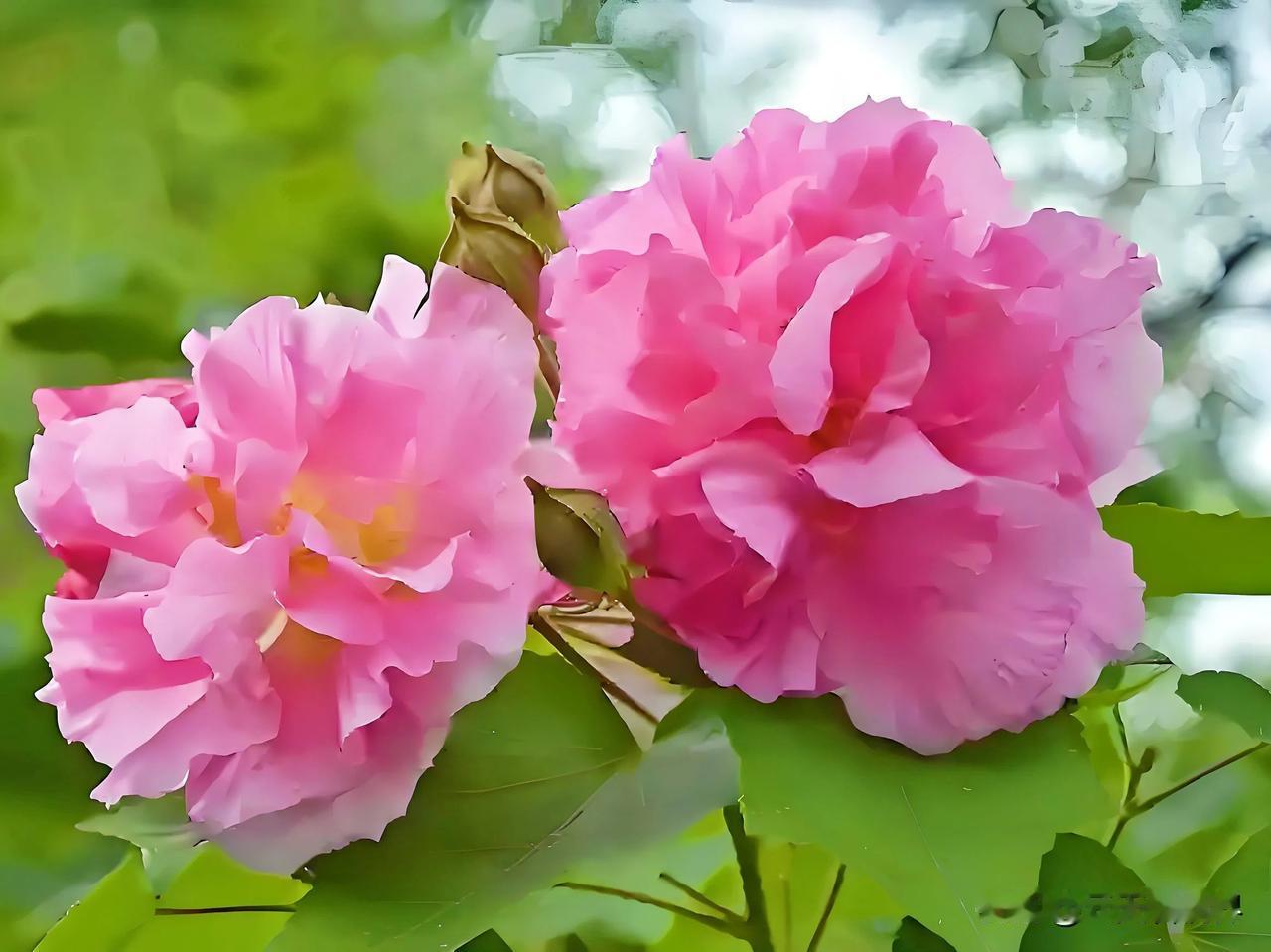 芙蓉花｜ 绣色粉面一笑开，东风斜偎衬香腮。

#晒一晒你手机里的花卉照片# 
 