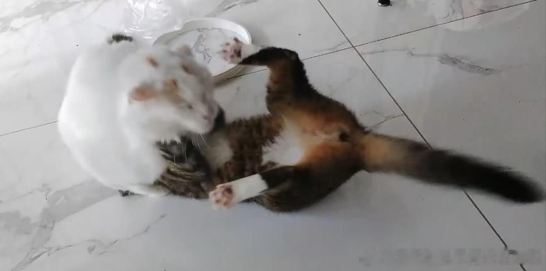 49365【两只丑猫】一只长得丑一只心灵丑（从小一起长大的已和好） 