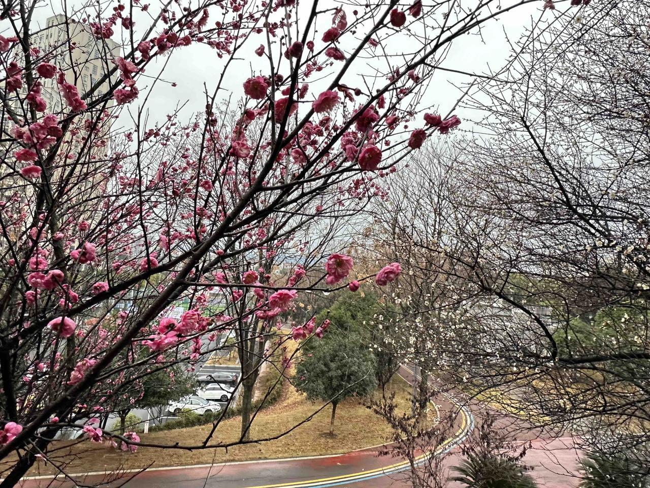 二月份又轮到我照顾年迈的父母了。

过去的一年，我都是和大妹合作起来照顾父母的，