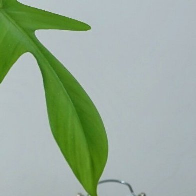 飞机蔓绿绒（全新未推荐小众热植）完整种植方法1. 配土：泥炭土4份+松树皮3份+