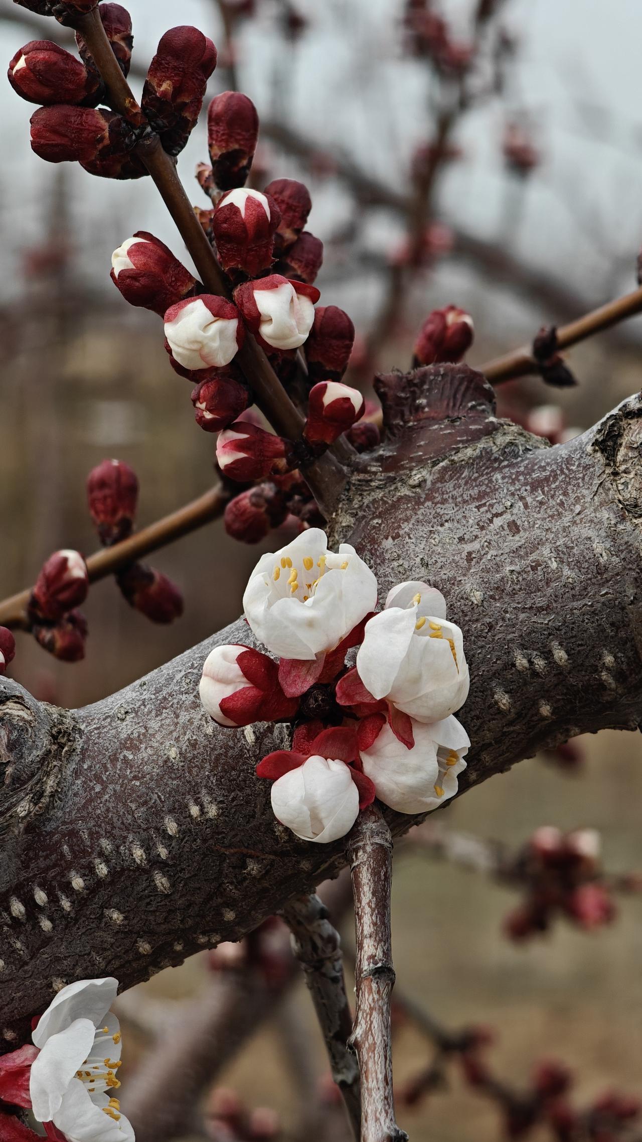 谁也预料不到
它将来是会结出丰硕的果实
还是在风雨中飘零而去
至少
当下
它还是