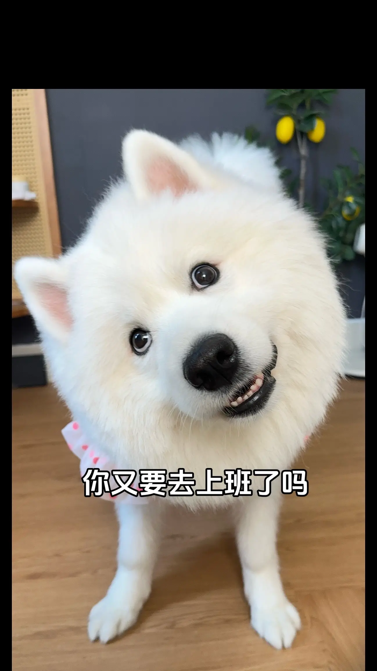 告诉老板我不去上班了。