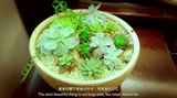 大杨爱玩科技