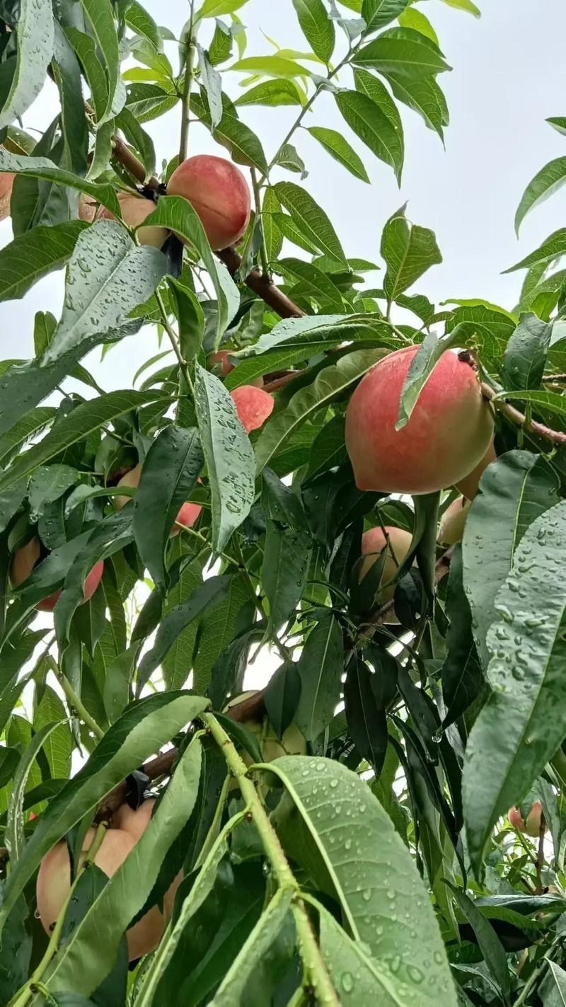 台风来了，今天山里开始下大雨，桃子今天开始下架停止发货，过几天天晴了看还有没有。