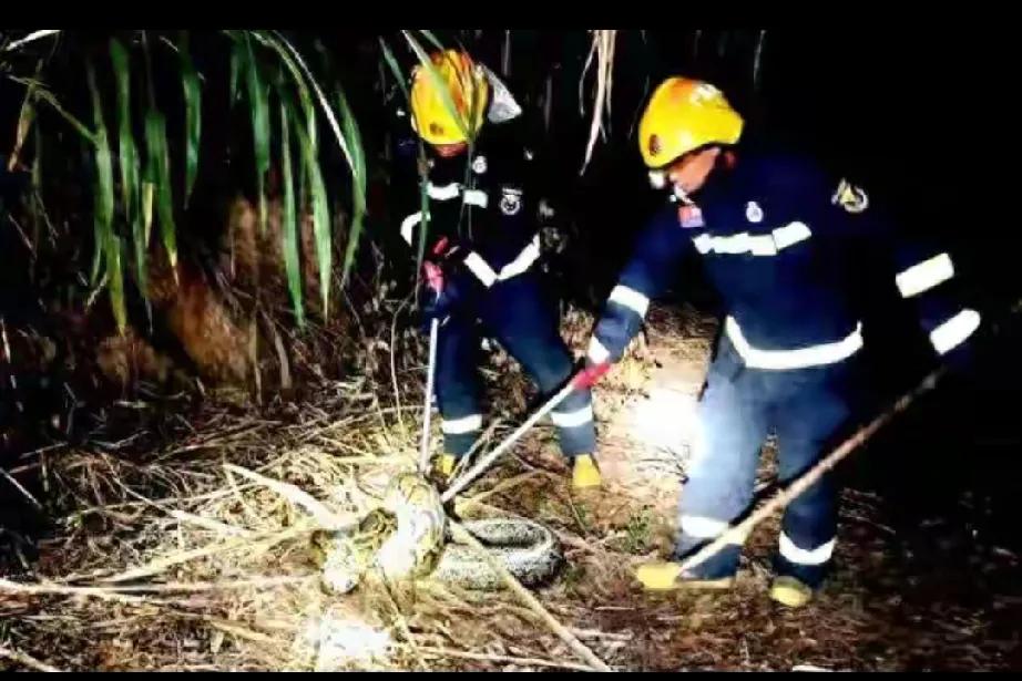 广西甘蔗地的不速之客：45 斤巨蟒为何打破冬眠常规？

在这看似宁静的十月，广西