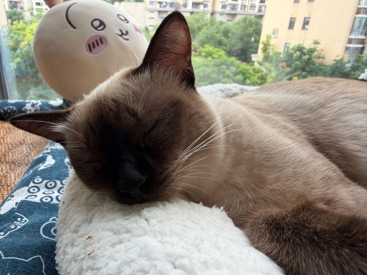 晚安逼罗 ​​​