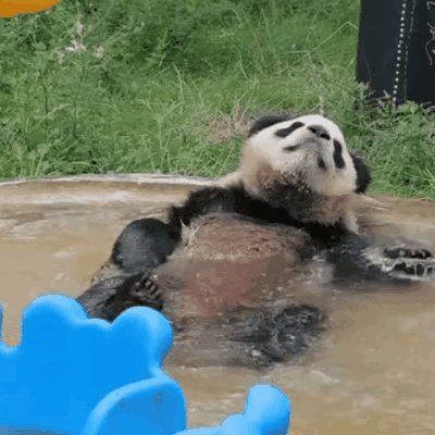 长乐的仰泳姿态是不是很标准？谁说大熊猫不会游泳的！若非长乐的吨位太大，泳池太小，
