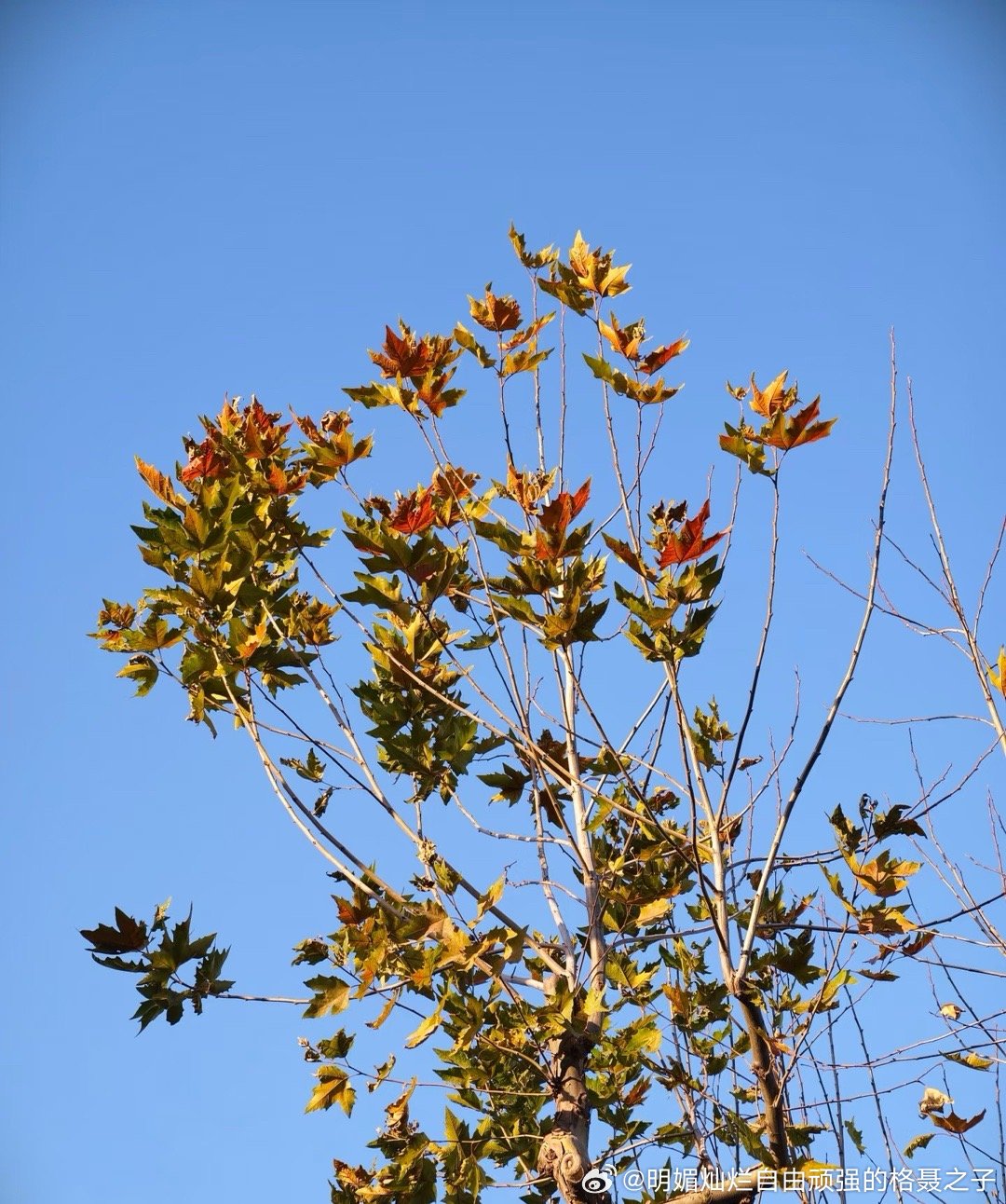 仿佛仲春一般干净又温暖 