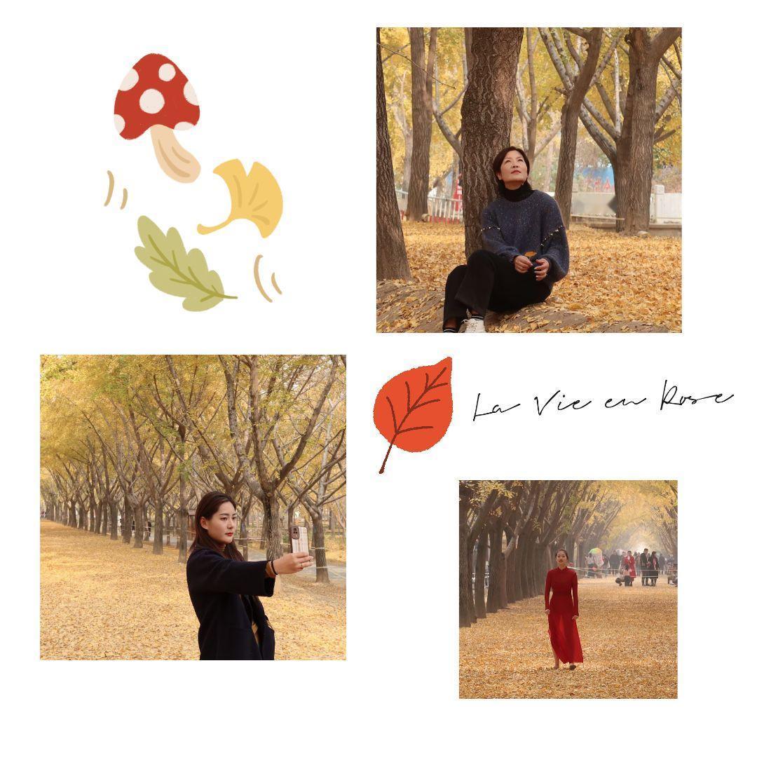 今年的银杏时光隧道，不及往年
