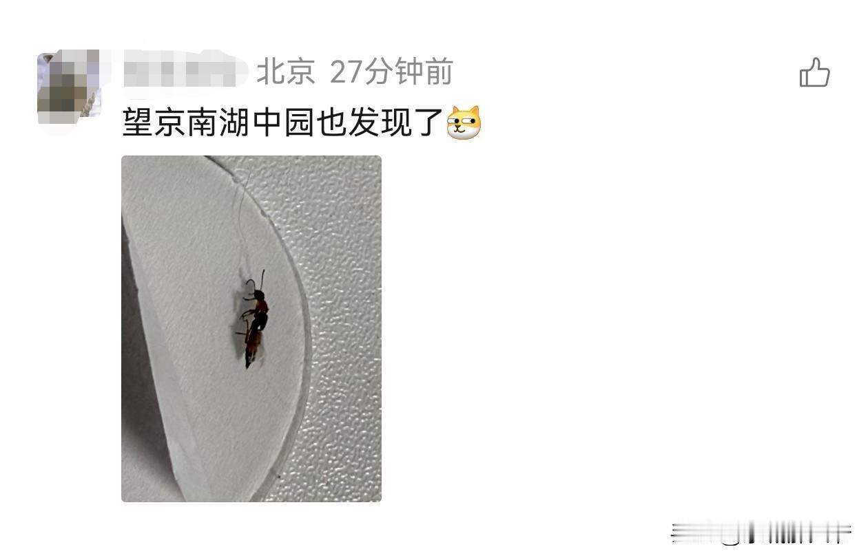 北京多个地区的网友家里已经发现了隐翅虫，大家小心一点儿吧，如果发现隐翅虫爬在身体