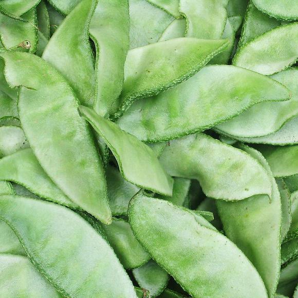 扁豆丝治耳疾的往事——
 
昨天去取快递，买了些扁豆，今中午打算炒着吃。看着手里