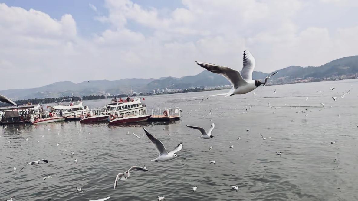 🔥紧急提醒！红嘴鸥要北归了，再不去就等明年昆明的红嘴鸥已陆续换羽启程，超三分之