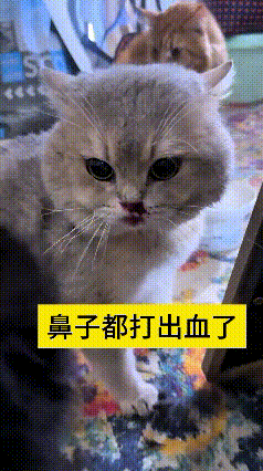 哎呀妈呀老铁你快瞅瞅！
俺家一共三只猫，今儿俩货不知道因为啥急眼了，薅着就干架，