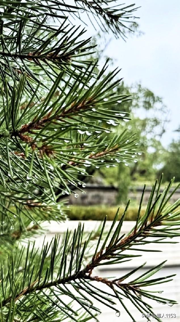 昨天下午出去买东西，小雨点淅淅沥沥的一直再下，雨下的不大，出门也不用打伞。

小