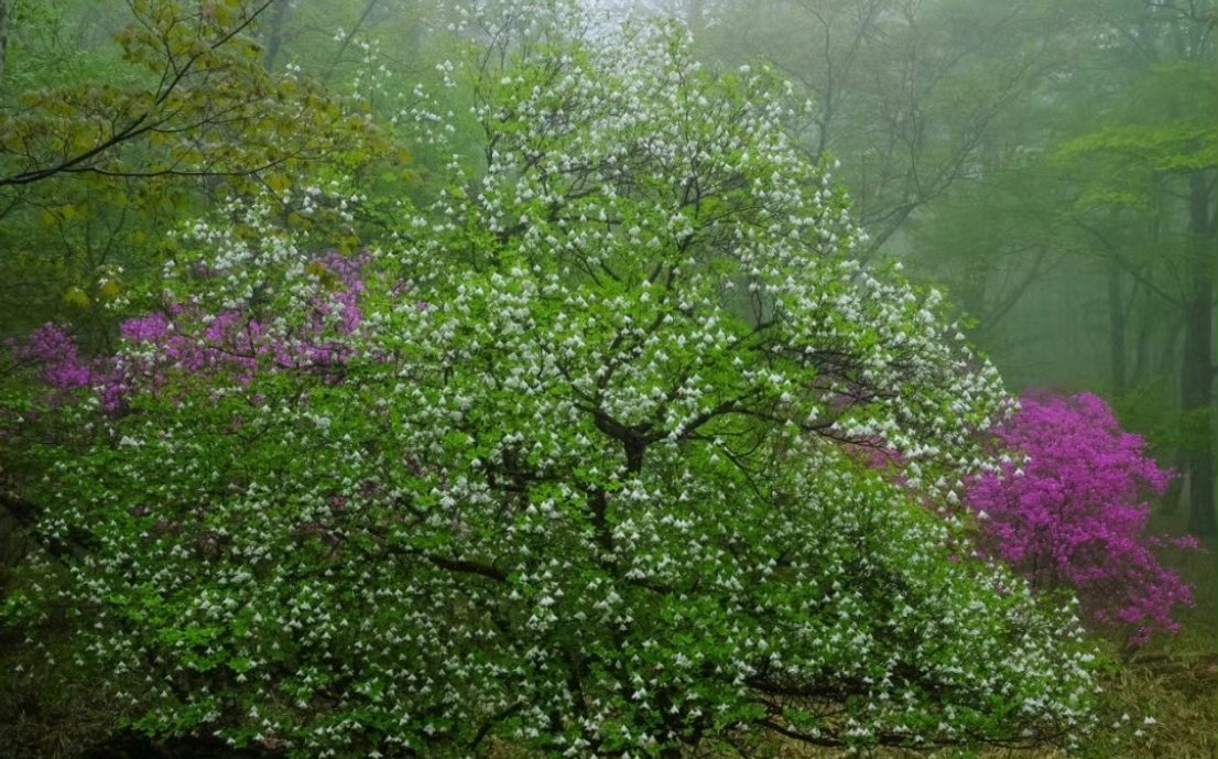 古道逦迤进深山，一片花海入眼帘。 