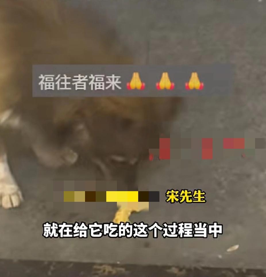 这就是狗来财吗？11月11日，陕西西安一餐饮店生意冷清，老板宋先生在门口张望，一