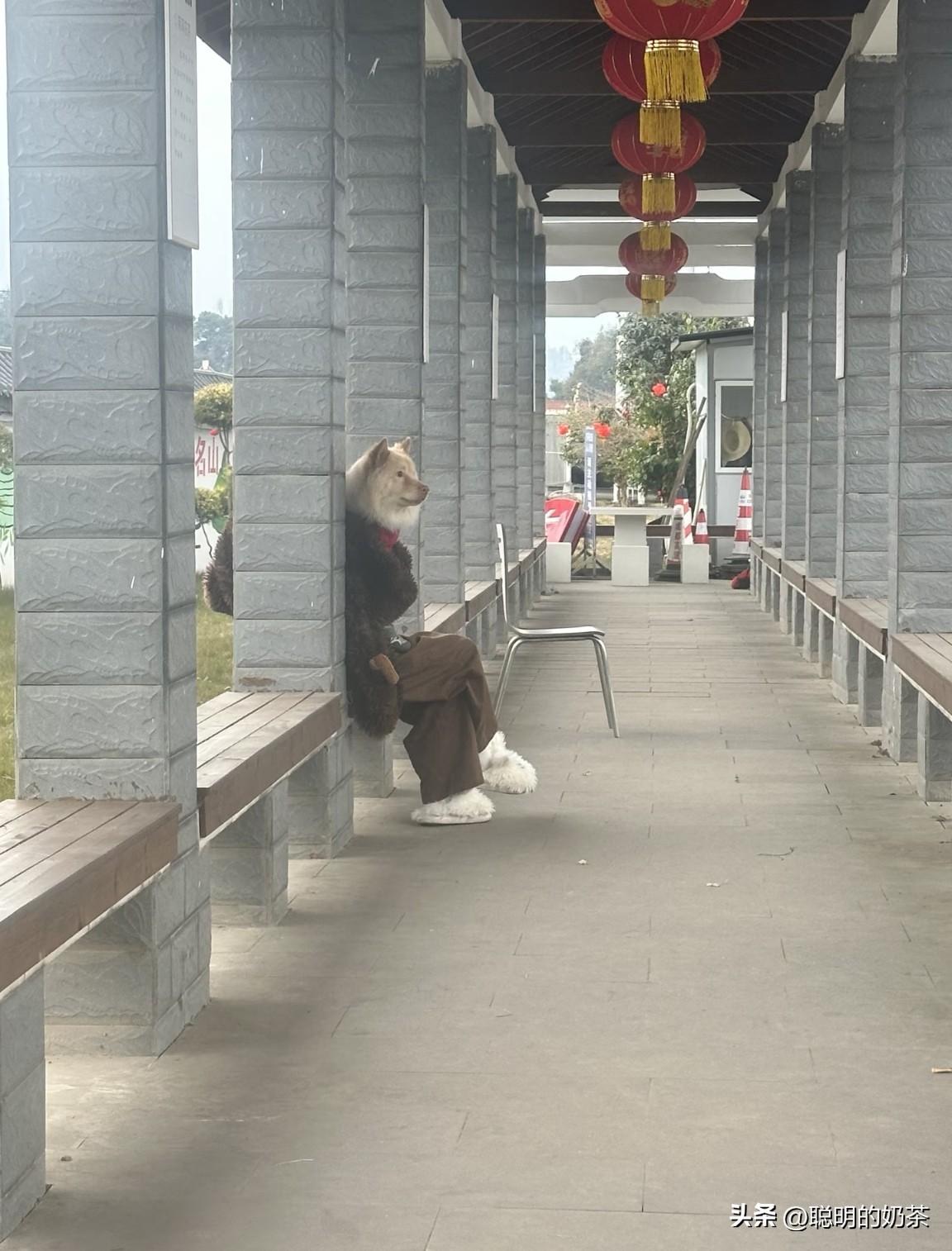 只是想让老公帮忙抓拍一张唯美些的照片至于拍成这样吗？人脑袋都拍出狗脑袋了，这拍照