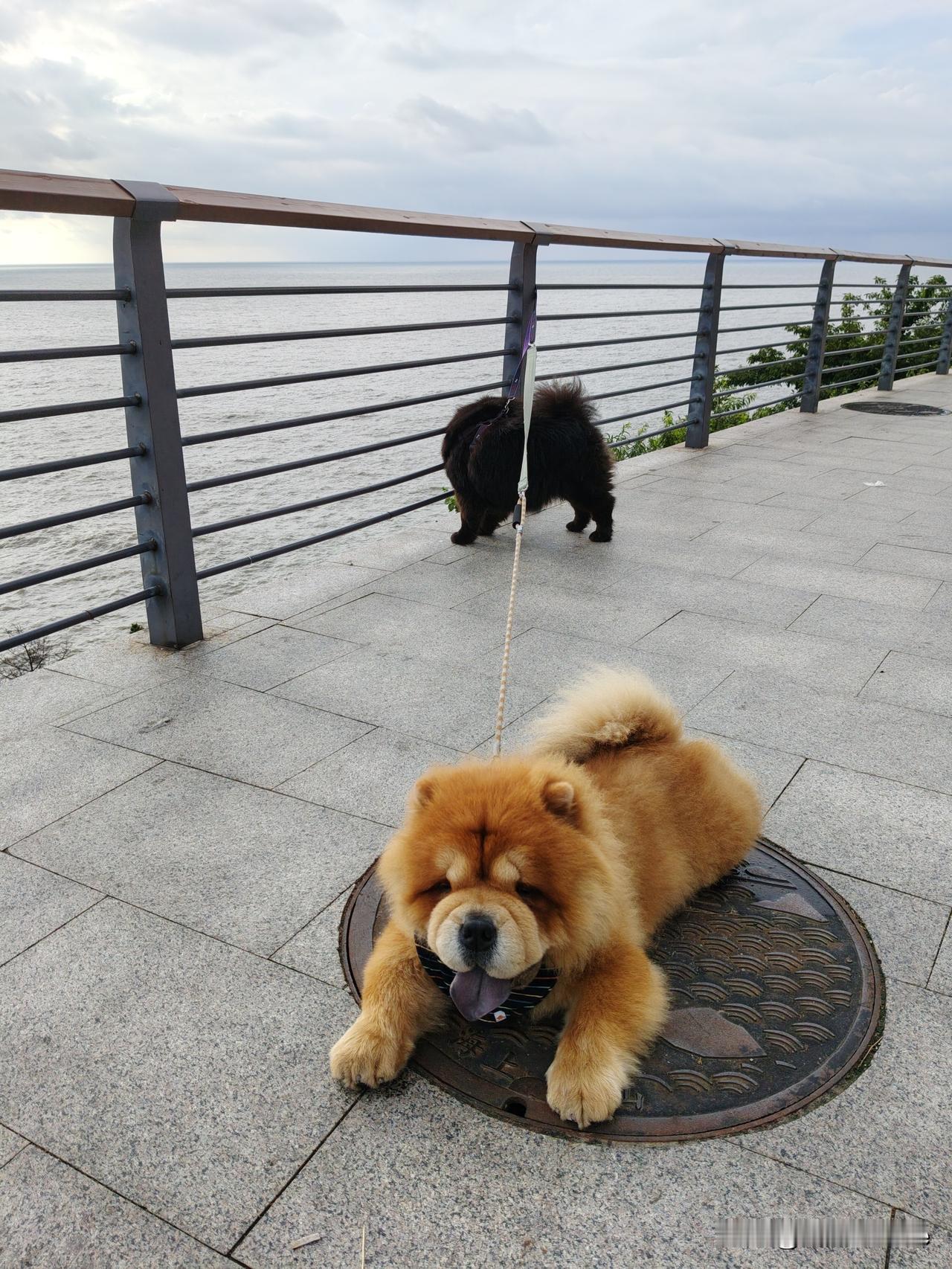 你会带宠物去淄博旅游吗我这两条狗已经到过6个省，去的最多是海边看日出，东北的营口
