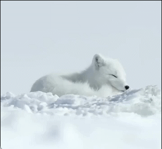 雪白的北极狐 ​​​