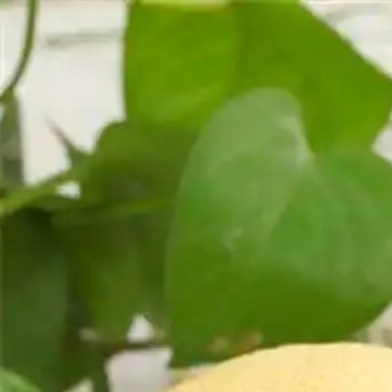 种植 🍐种植雪梨需要遵循以下几个步骤和技巧：1. 提高土壤的质量：选择一块相对