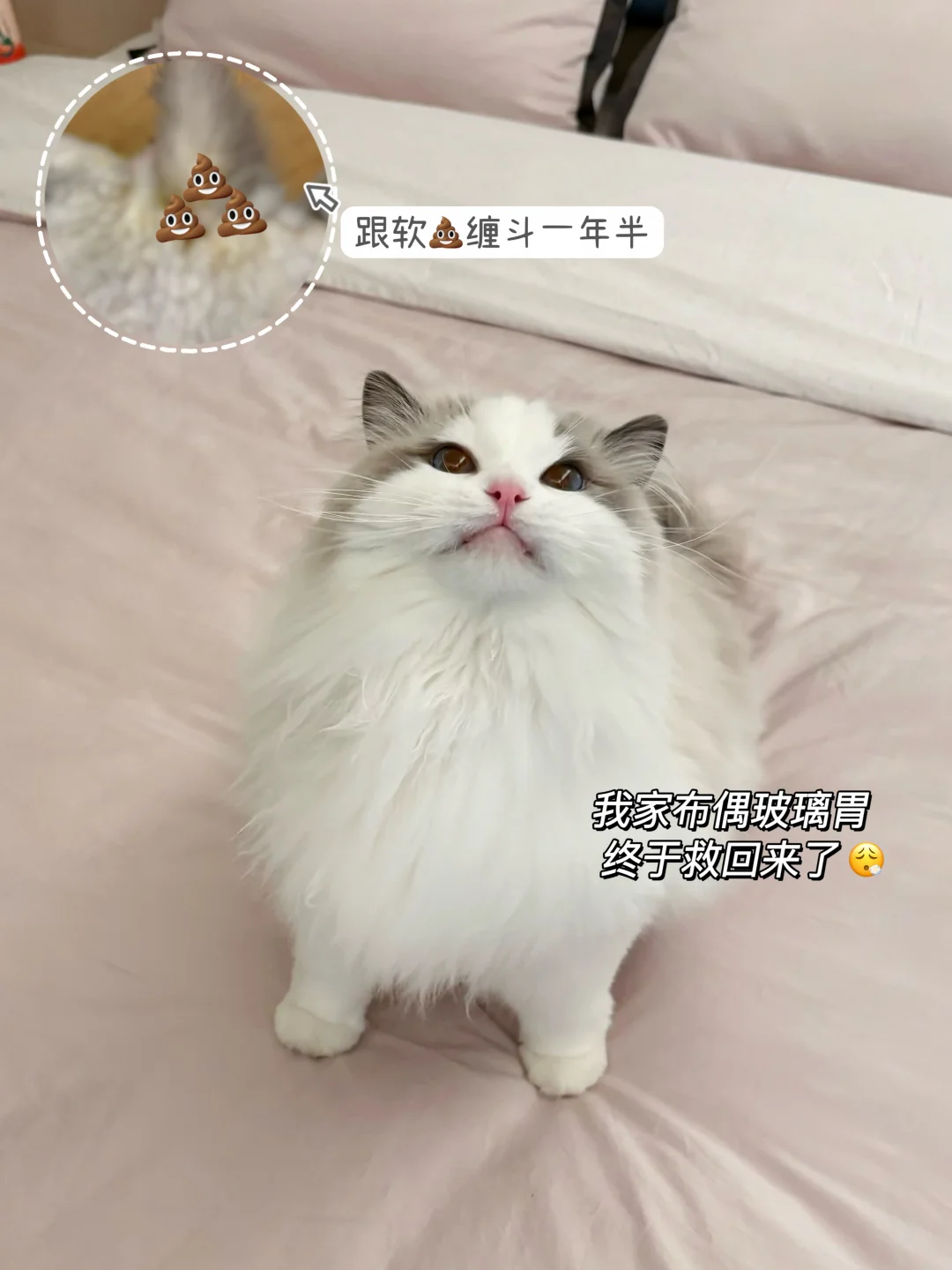 没白花心思，我家布偶软便终于养好了