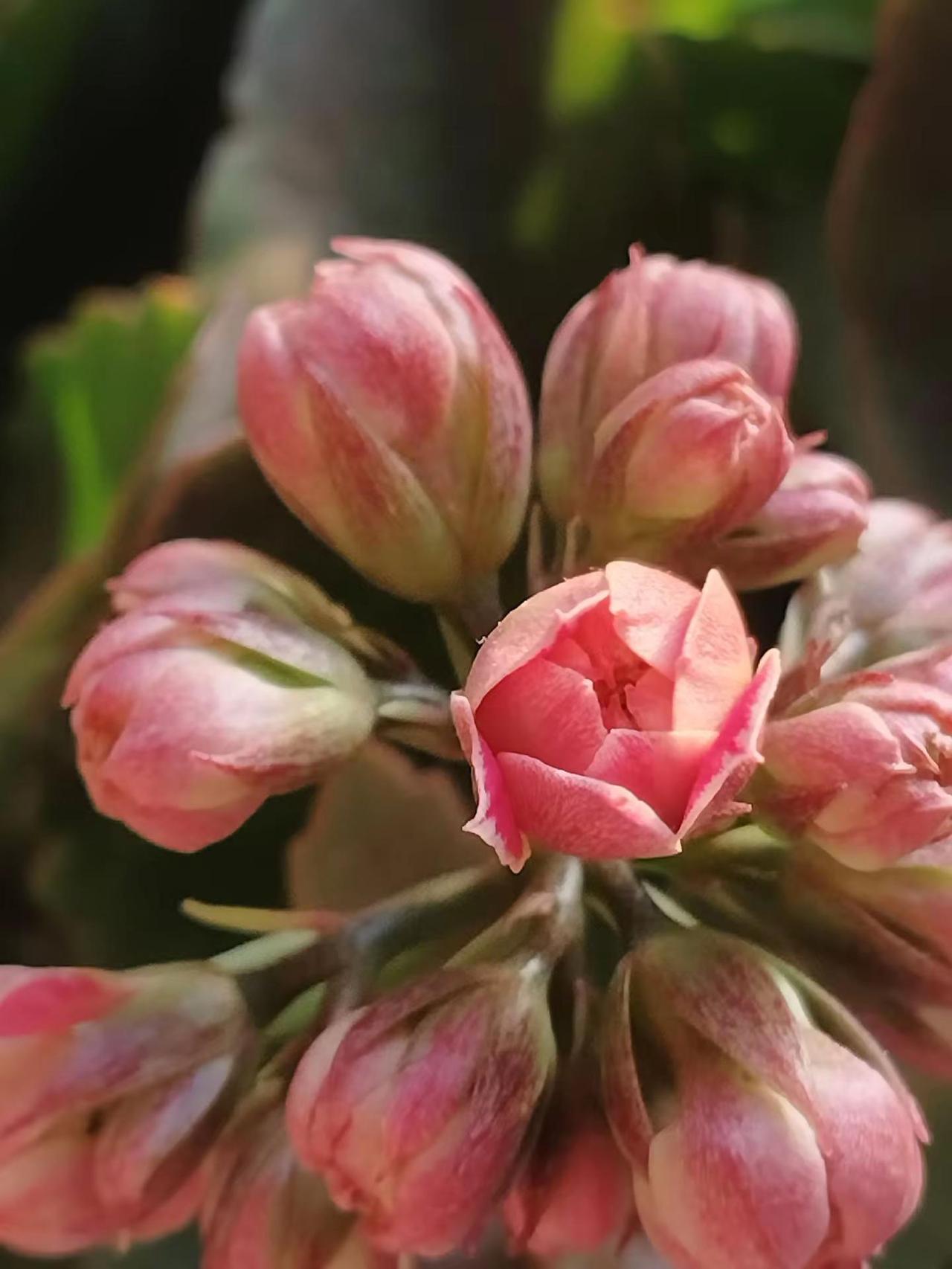 像美丽的花朵共享2026，2.14日情人节有缘人。情人节快乐。马年吉祥。平安顺顺