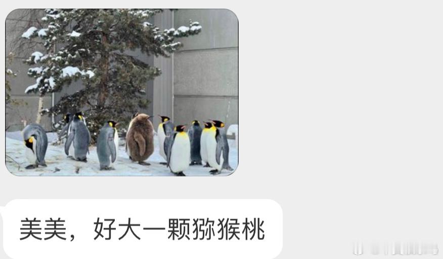 像猕猴桃的王企鹅宝宝🐧比旁边成年的都要大一圈🙊 ​​​