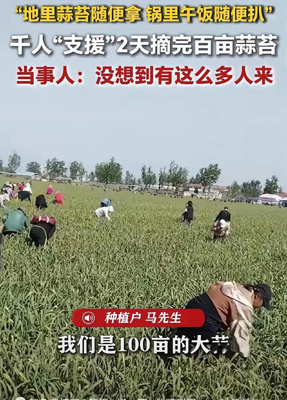 种地还得倒贴钱？徐州这位马大哥种了一百多亩大蒜，眼看蒜苔到了非拔不可的时候，雇工