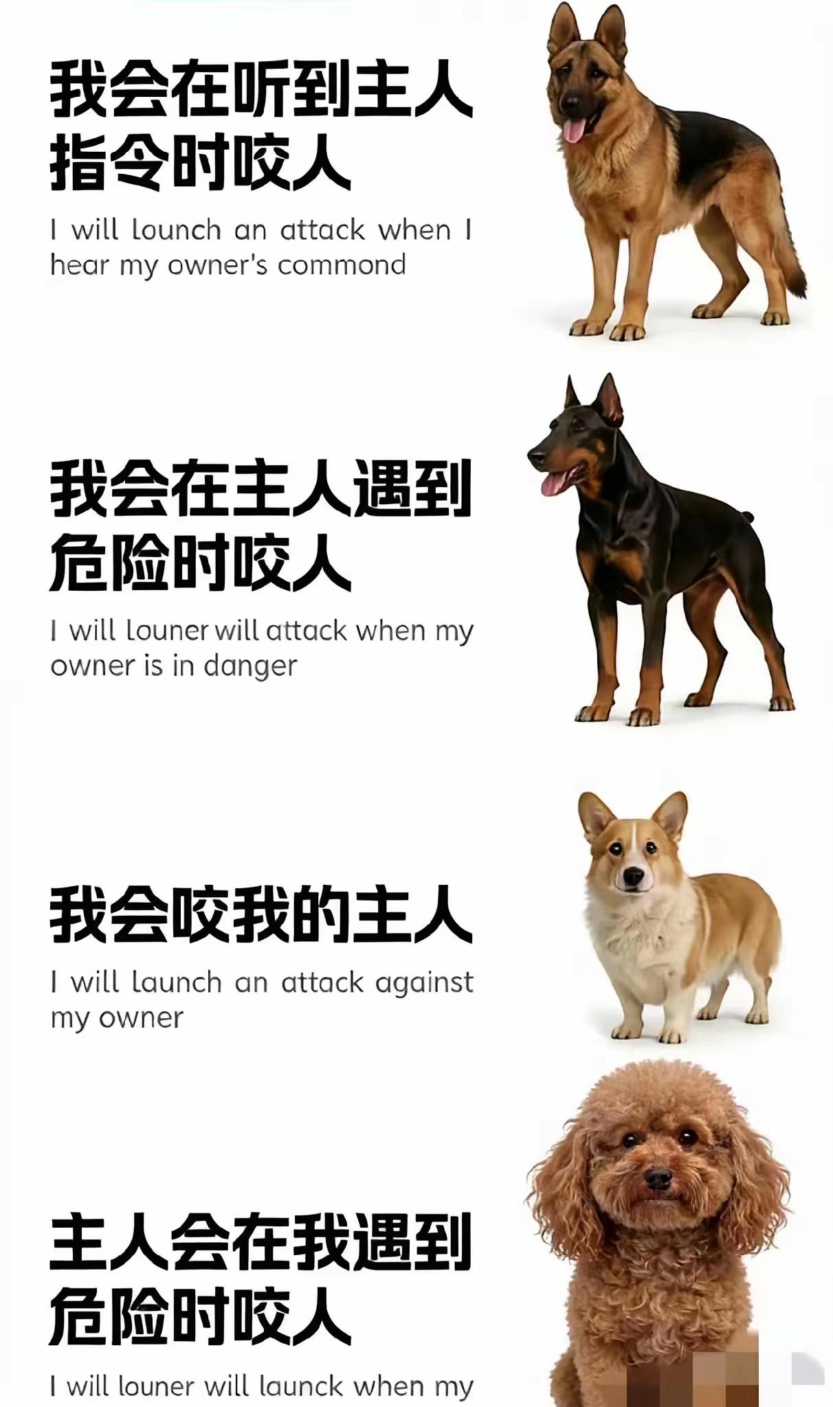 德牧是警犬，工作犬，对命令会严格执行。杜宾是护卫犬，会主动出击。柯基是宠物犬，惯