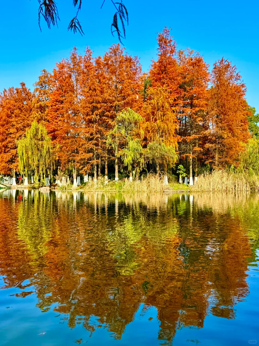 宁波市区！绝美水杉林已全红🍂四明山近替