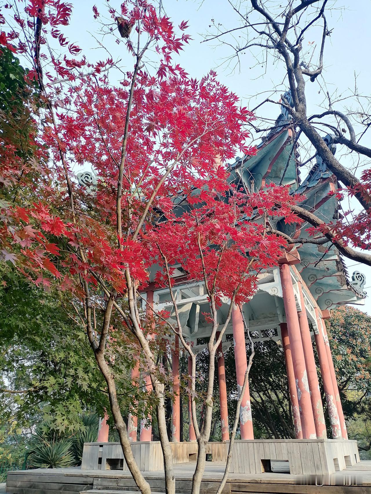 【把握当下！】人定要把握当下。此刻，正值红叶绚烂绽放之季，而4月里曾繁花似锦的牡