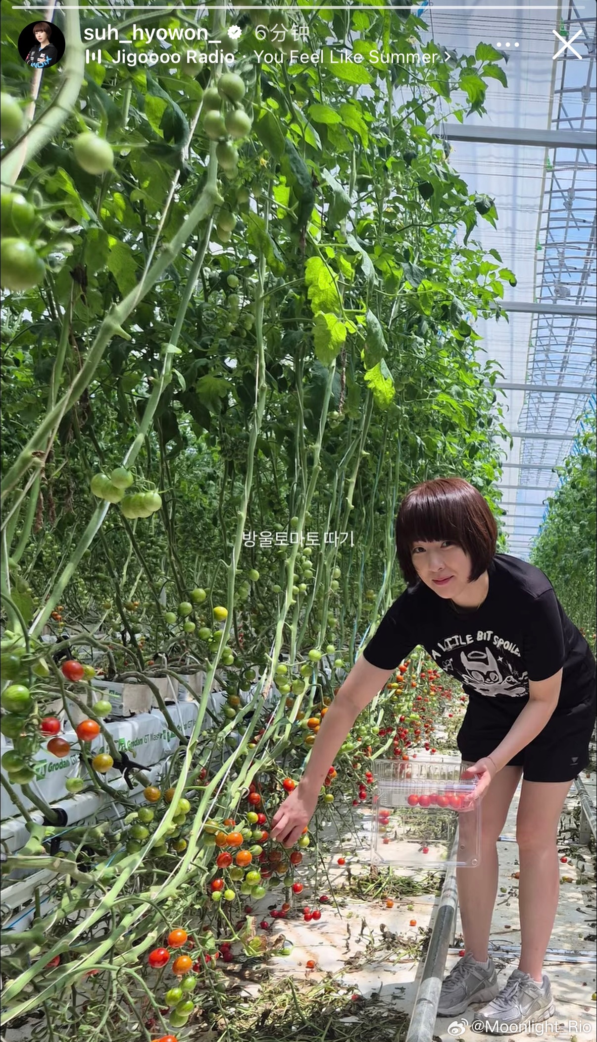 徐孝元：采摘小番茄 